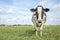 Angry cow, frisian holstein, standing sturdy in a field under a blue sky and a faraway straight horizon