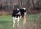 Angry cow at pasture near bitola,macedonia