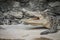 An angry crocodile is open jaws and ready to strike. A young crocodile is open mouth while resting at the farm. Commercial