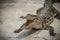 An angry crocodile is open jaws and ready to strike. A young crocodile is open mouth while resting at the farm. Commercial