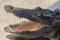 An angry crocodile is open jaws and ready to strike. A young crocodile is open mouth while resting at the farm. Commercial