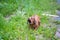 Angry dachshund growls teeth bared