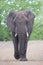 Angry and dangerous elephant bull charge along dirt road