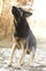 angry dangerous young german shepherd dog puppy barks and defefense background