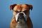 Angry, disgruntled dog on a blue background. ai generative