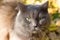 Angry disgruntled gray cat british outdoors, portrait outdoors