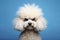 Angry disgruntled poodle dog on a blue background. ai generative