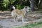 Angry dog on a chain guards the owner`s house outdoor