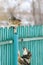 Angry dog chased the cat on a high wooden fence in the village