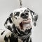Angry dog dalmatian grins