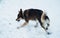 An angry dog getting ready to attack in the snow.