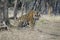 An angry dominant male tiger in the forest of Ranthambore.