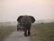 Angry elephant chasing car