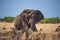 Angry elephant surrounded by zebras in Etosha National Park, Namibia