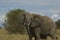 Angry elephant in Tanzania