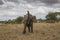 Angry Elephant  at Tarangire national park in Tanzania.