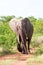 Angry elephant walking along road