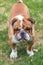 Angry English bulldog