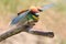 Angry European bee eater, Merops apiaster bird