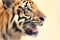 Angry face of Royal Bengal Tiger, Panthera Tigris, India