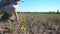 Angry farmer examining dry soil on the field with sprouts of sunflower on summer. Young disappointed man checking small