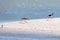 Angry Female Willet Chasing Male Away During Mating Season