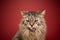 angry fluffy cat sticking out tongue on red background folding back ears