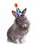 Angry Furry Grey Rabbit With a Birthday Hat On