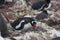 Angry gentoo penguin on nest