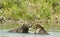 Angry giant brown bears in Katmai