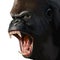 angry gorilla with open mouth