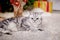 Angry gray cat with big eyes lies near the Christmas tree on a fluffy carpet.