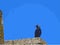 Angry gray jackdaw on the roof against a bright blue sky