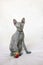 Angry gray sphynx cat, bald with wrinkles, sits on a bed on a light background with a toy