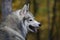Angry gray wolf in autumn forest