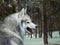 Angry gray wolf in winter forest