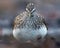 Angry Green Sandpiper shows off his sharp beak from close distance while looking towards camera