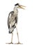 Angry Grey Heron screaming, Ardea Cinerea,