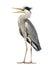 Angry Grey Heron standing, screaming