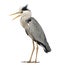 Angry Grey Heron standing, screaming, Ardea Cinerea