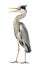 Angry Grey Heron standing, screaming, Ardea Cinerea