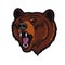 Angry grizzly bear head mascot, roaring wild bear