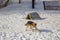 Angry guard dog on a leash near the booth on the snow in winter