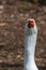 Angry, hissing white Embden Goose