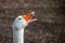 Angry, hissing white Embden Goose