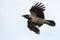 Angry Hooded Crow flies around in light sky with stretched wings and open beak