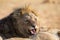 Angry and hungry lion feed on the carcass of dead rhino