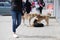 angry hungry stray dogs frolicking in the city center on the sidewalk close-up