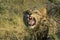 Angry Lion in Kalahari desert in Botswana, colored