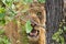 Angry lion stare through leaves ready to kill